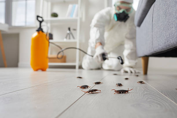Commercial Rodent Management in Clay